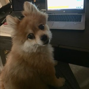 Meet your Posher, Jill